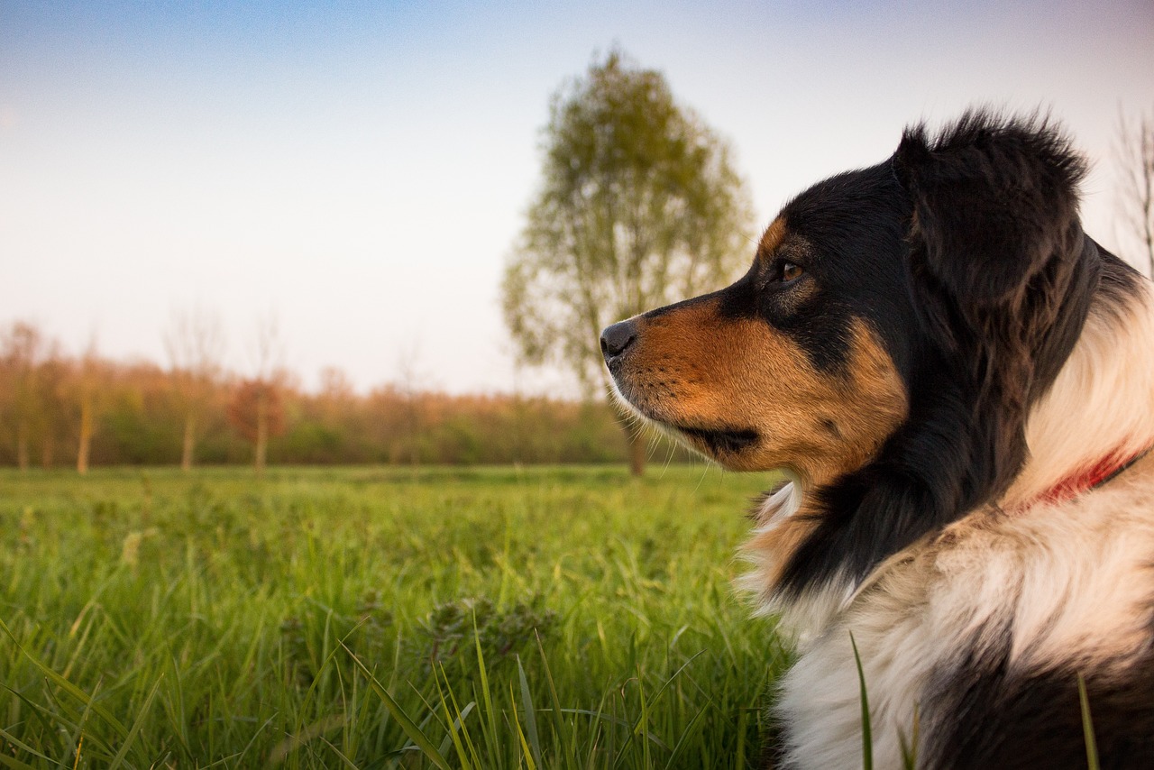 How to Train Your Dog for a Therapy Certification